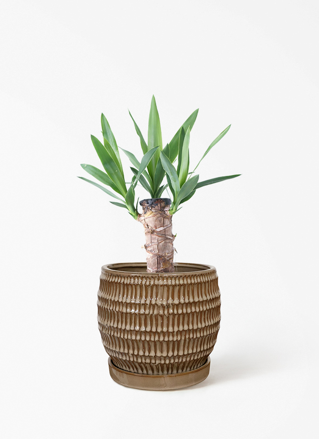観葉植物 ユッカ 4号 ノーマル ラダ 15 B ベージュ 付き | 観葉植物