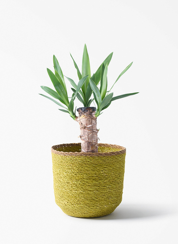 観葉植物 ユッカ 4号 ノーマル シーグラスポット イエロー 付き | 観葉