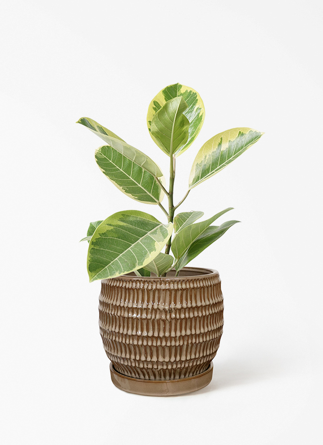 観葉植物 フィカス アルテシーマ 4号 ストレート プラスチック鉢