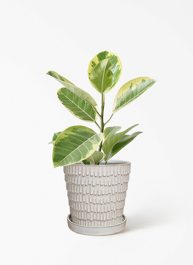 観葉植物 フィカス アルテシーマ 4号 ストレート プラスチック鉢