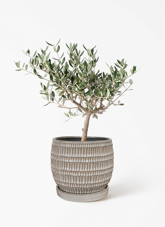 観葉植物 オリーブの木 4号 創樹 ルーツ 15 L ベージュ 付き | 観葉