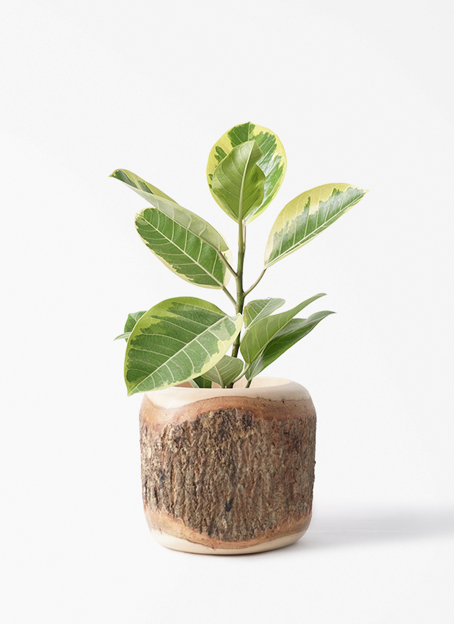 観葉植物 フィカス アルテシーマ 4号 ストレート プラスチック鉢
