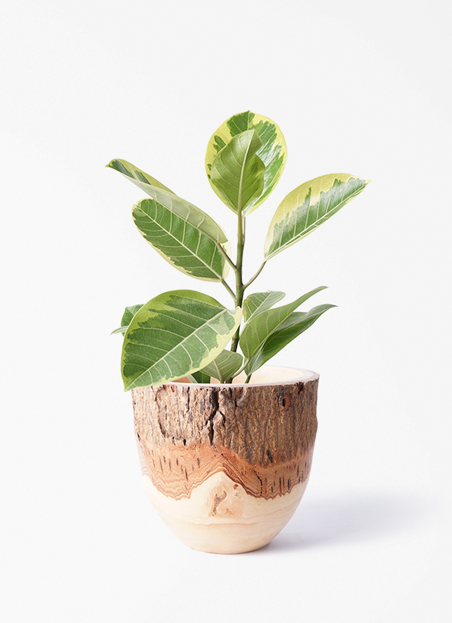 観葉植物 フィカス アルテシーマ 4号 ストレート プラスチック鉢