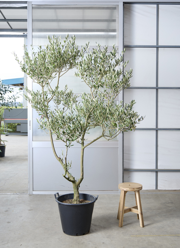 観葉植物 オリーブの木 【220cm】 13号 創樹 ルッカ #73646 ※1都3県