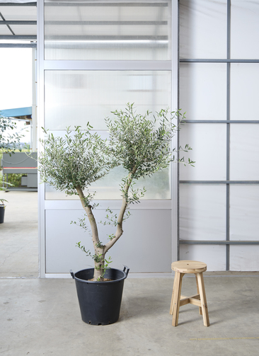 観葉植物 オリーブの木 【172cm】 13号 創樹 ネバディロ ブランコ