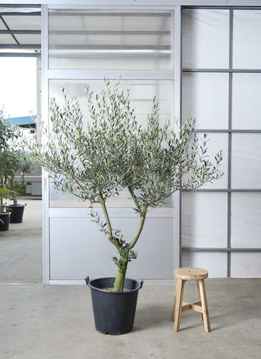 現品　創樹　オリーブの木　オリーブ　ルッカ　58番　観葉植物　インテリアグリーン 観葉植物 オリーブの木 【202cm】 13号 創樹 ルッカ #73651 ※1都3県