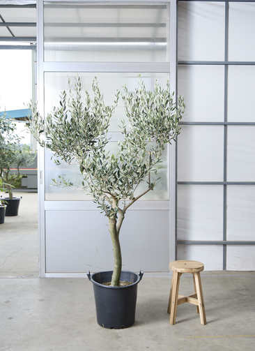 観葉植物 オリーブの木 【212cm】 13号 創樹 ルッカ #73644 ※1都3県