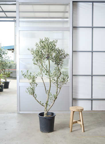 観葉植物 オリーブの木 【180cm】 11号 創樹 ミッション #73636 ※1都3