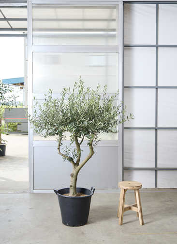 観葉植物 オリーブの木 【167cm】 13号 創樹 ネバディロブランコ