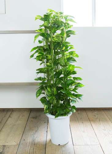 健康なポトス 植物 大鉢 黒 健康なポトス 植物 大鉢 黒