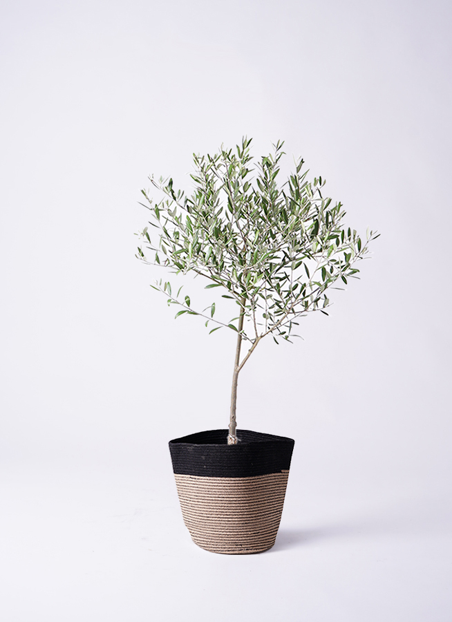 観葉植物 オリーブ 6号 創樹 プラスチック鉢 | 観葉植物なら