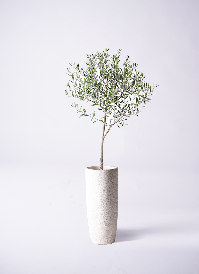 観葉植物 オリーブ 6号 創樹 竹バスケット 付き | 観葉植物なら