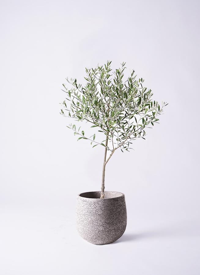 観葉植物 オリーブ 6号 創樹 プラスチック鉢 | 観葉植物なら