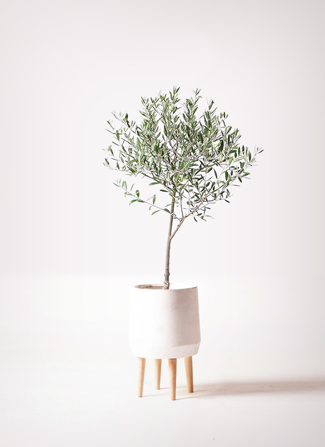観葉植物 オリーブ 6号 創樹 プラスチック鉢 | 観葉植物ならHitoHana