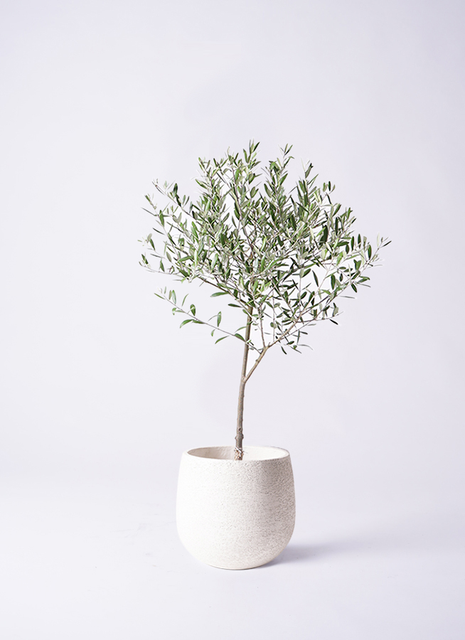 観葉植物 オリーブ 6号 創樹 エコストーンwhite 付き | 観葉植物なら