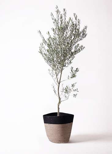観葉植物 オリーブ 10号 創樹 リブバスケットNatural and Black 付き