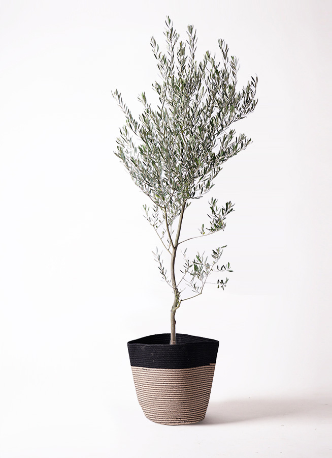 オリーブの木 創樹 | 観葉植物通販HitoHana(ひとはな)