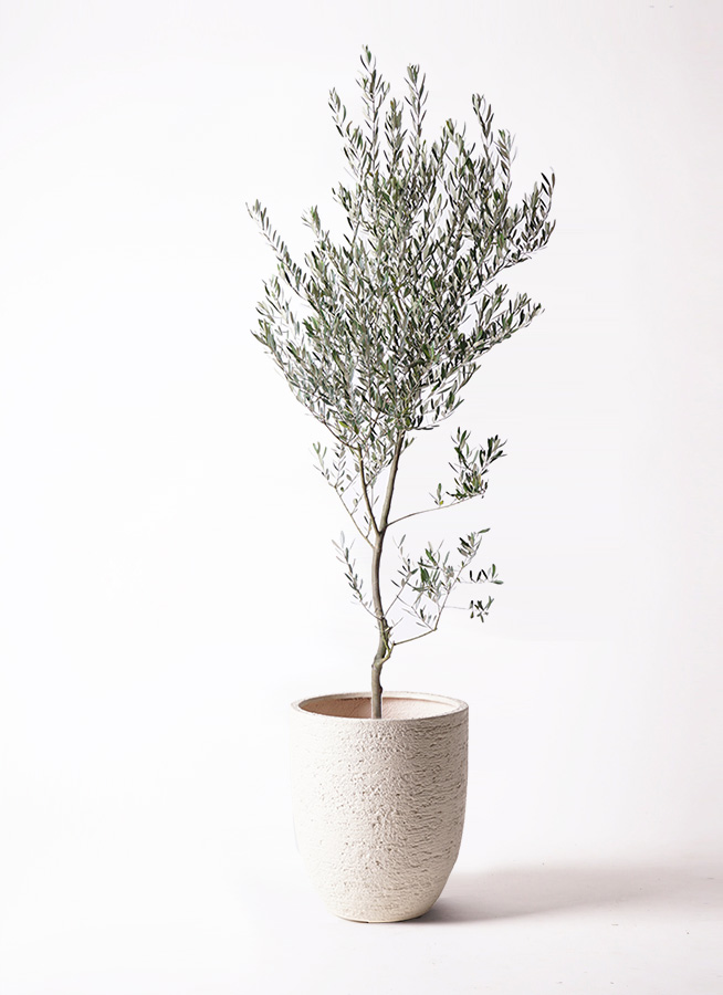 観葉植物 オリーブの木 10号 創樹 Eco Stone（エコストーン