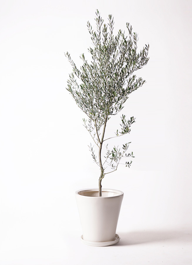 観葉植物 オリーブ 10号 創樹 ファイバークレイGray 付き | 観葉植物