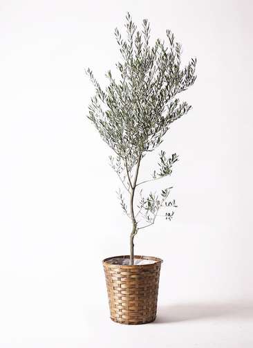 観葉植物 オリーブ 10号 創樹 竹バスケット 付き | 観葉植物なら