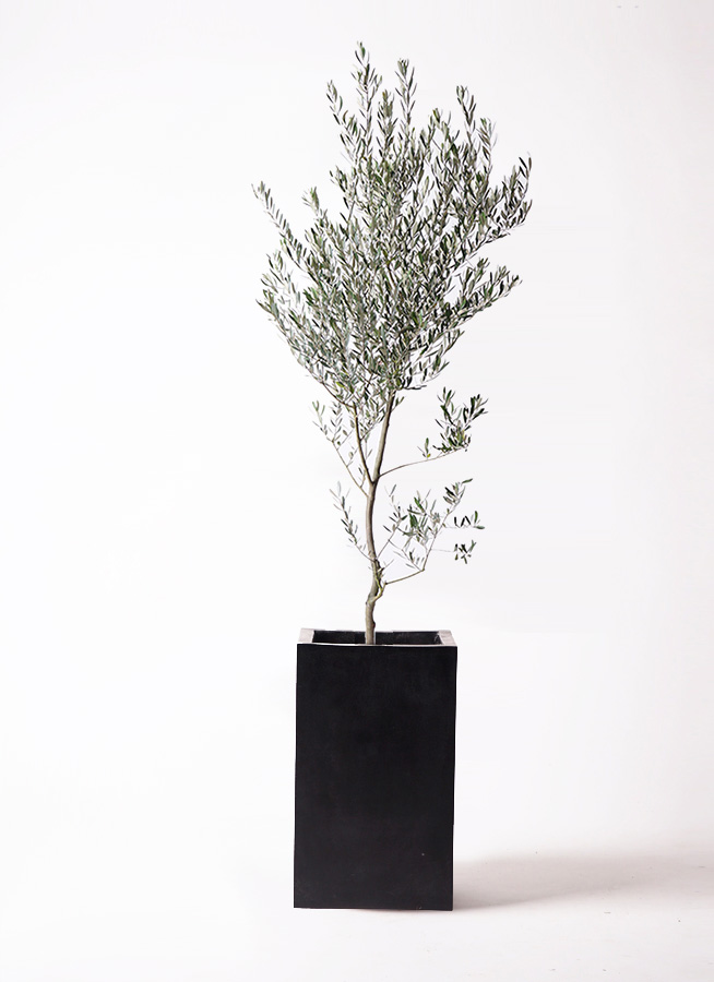 観葉植物 オリーブ 10号 創樹 プラスチック鉢 | 観葉植物なら