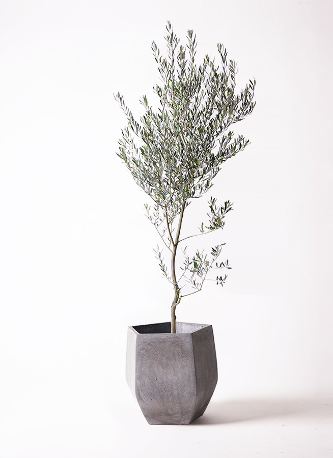 観葉植物 オリーブ 10号 創樹 プラスチック鉢 | 観葉植物ならHitoHana