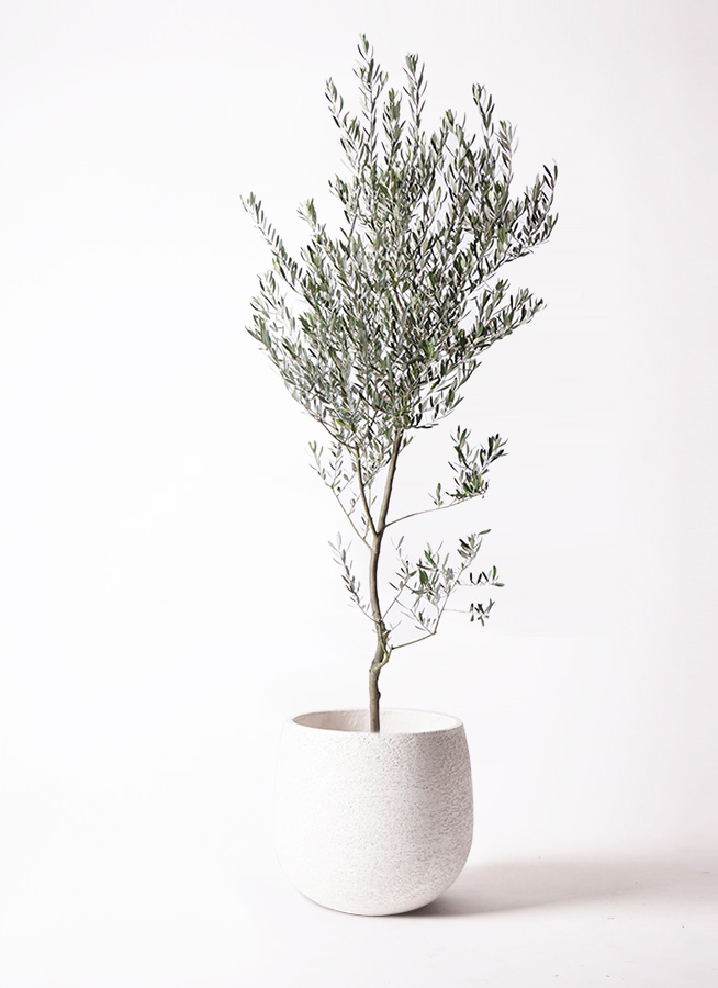 ［現品］99番 創樹　オリーブルッカ　7号　観葉植物　オリーブの木　自家結実性有 現品販売 常緑樹 オリーブ ルッカ 実付き 7号 高さ140cm 送料