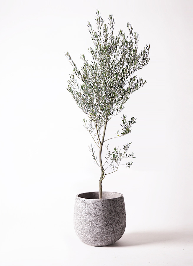 観葉植物 オリーブ 10号 創樹 エコストーンGray 付き | 観葉植物