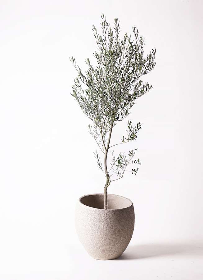 観葉植物 オリーブ 10号 創樹 エコストーンlight Gray 付き 観葉植物ならhitohana ひとはな