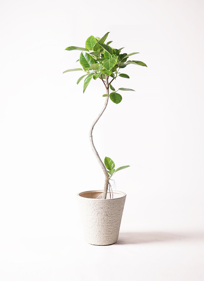 【現品】フィカス・アルテシーマ 曲がり 8号 白鉢 (1) 観葉植物 フィカス アルテシーマ 8号 曲り ビアスソリッド 白