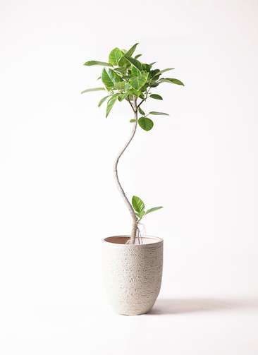 フィカスアルテシーマ8号 フィカス・アルテシマ 8号の通販 | 観葉植物通販AONOKI（あおのき）