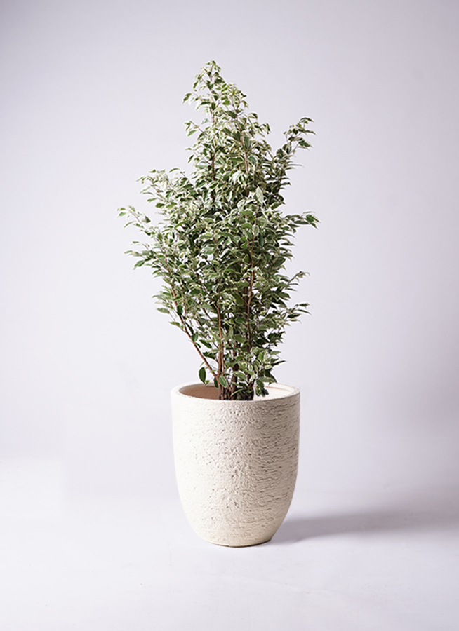 [直接取引限定]希少フィカス ベンジャミン•スターライト 約200cm 大阪限定 ベンジャミン・スターライト | オストボールS - 観葉植物・多肉植物の