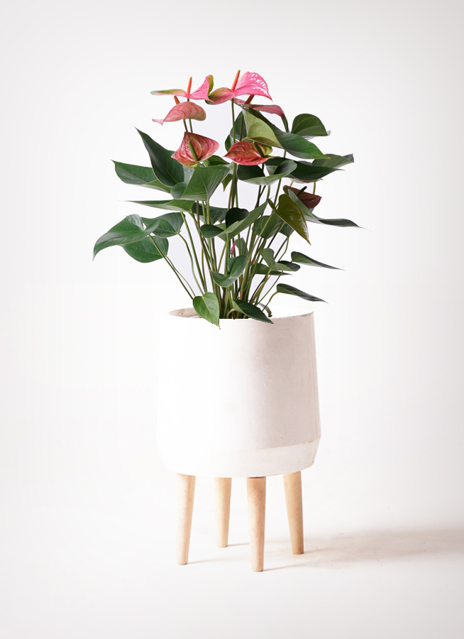 観葉植物 アンスリウム 6号 ピンクチャンピオン Coral Pot (コーラル