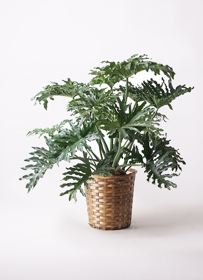 観葉植物 フィロデンドロン 8号 セローム ヒトデカズラ ボサ造り