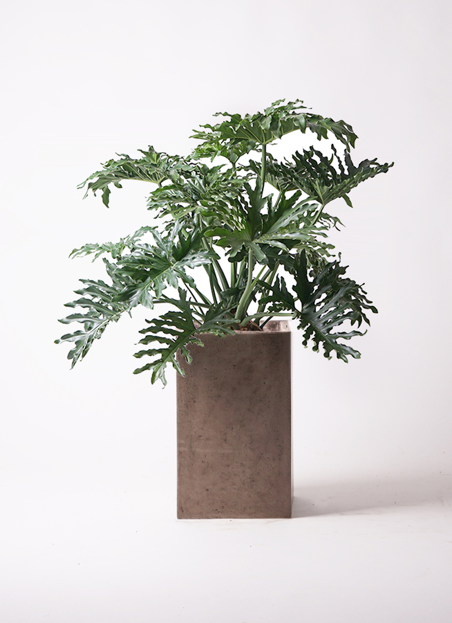 セローム ヒトデカズラ 大型 | 観葉植物通販HitoHana(ひとはな)