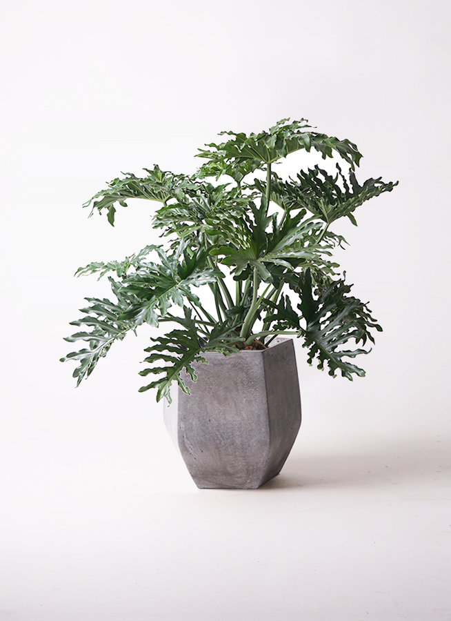 観葉植物 フィロデンドロン 8号 セローム ヒトデカズラ ボサ造り