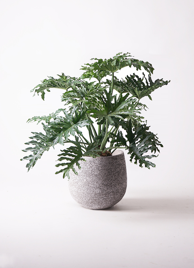 観葉植物 フィロデンドロン 8号 セローム ヒトデカズラ ボサ造り