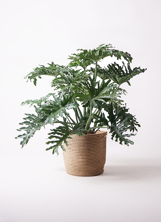 引き取り限定★1 セローム　8号　幹上がり　個性的　フィロデンドロン　観葉植物 観葉植物 フィロデンドロン 8号 セローム ヒトデカズラ ボサ造り