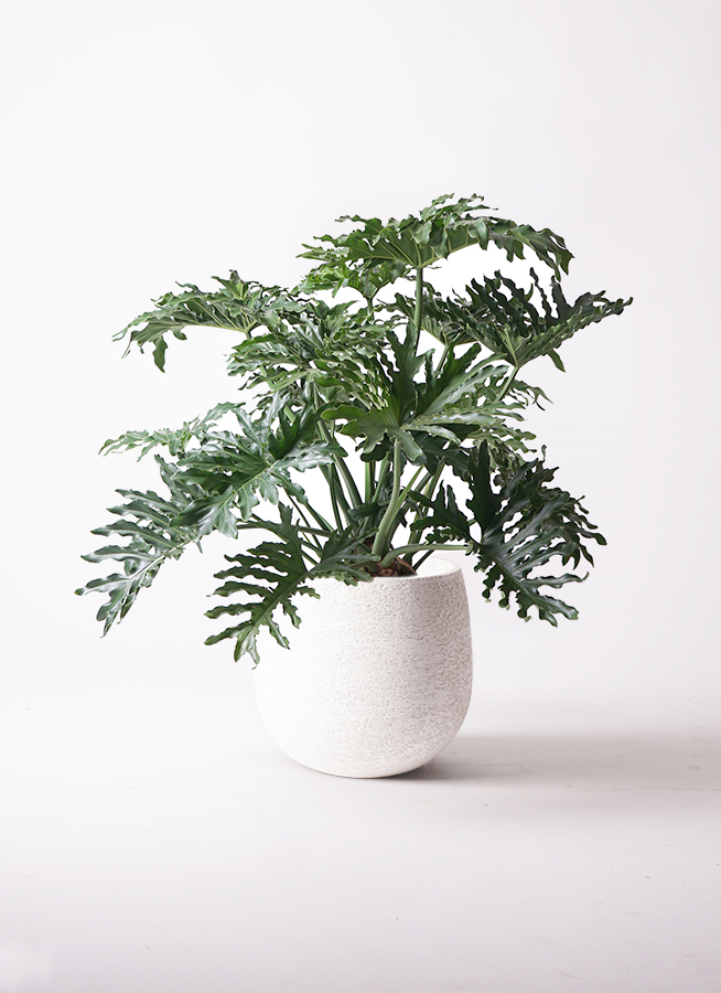 観葉植物 フィロデンドロン 8号 セローム ヒトデカズラ ボサ造り