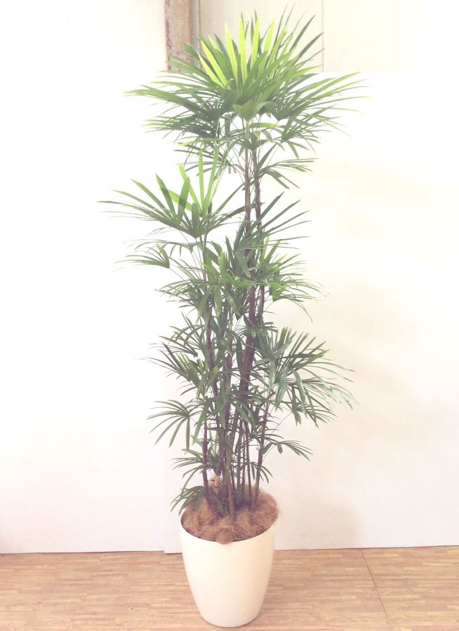 観葉植物 0cm シュロチク 棕櫚竹 10号 240 関西エリア配送限定商品 観葉植物ならhitohana ひとはな