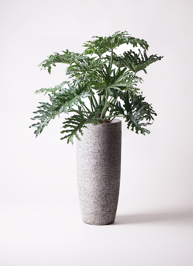 フィロデンドロン　セローム /ヒトデカズラ 観葉植物 フィロデンドロン 8号 セローム ヒトデカズラ ボサ造り 竹
