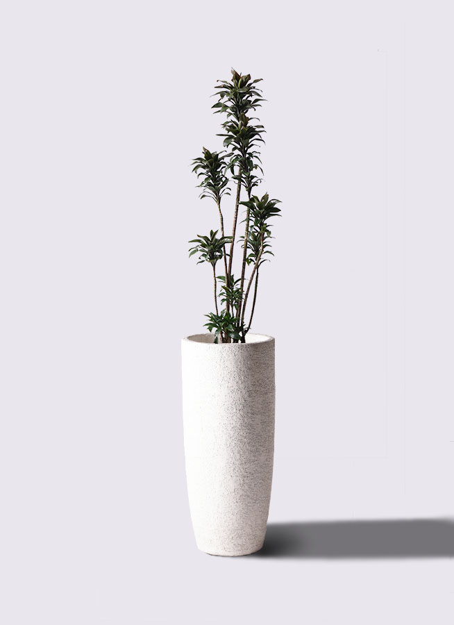 観葉植物 ドラセナ パープルコンパクタ 8号 エコストーントールタイプ