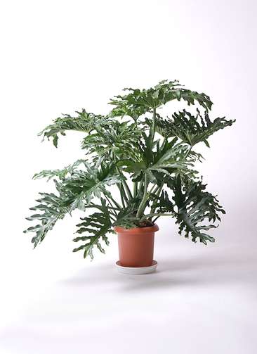 観葉植物 フィロデンドロン 8号 セローム ヒトデカズラ ボサ造り