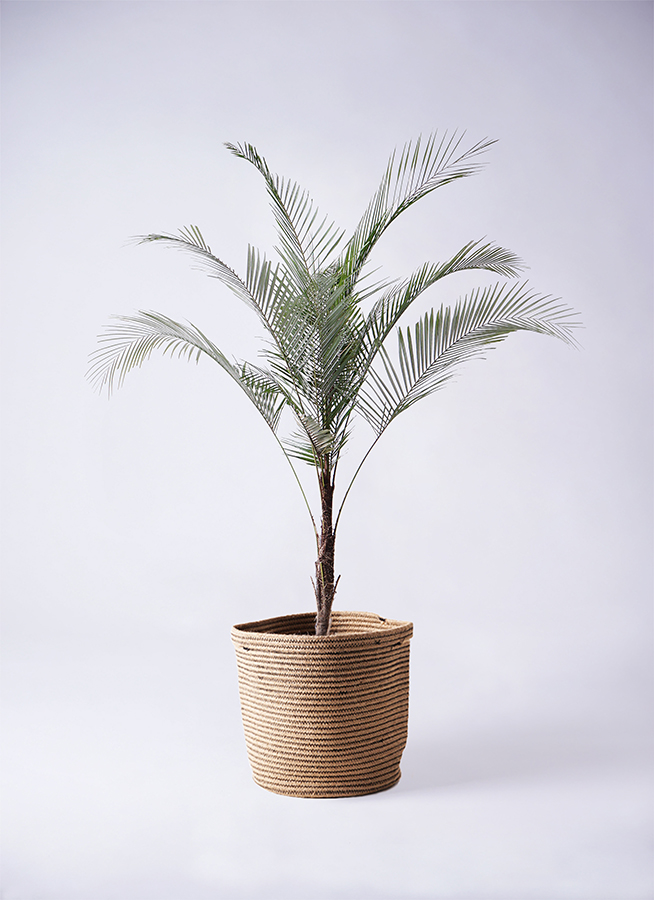 観葉植物 ヒメココス 8号 プラスチック鉢 | 観葉植物なら
