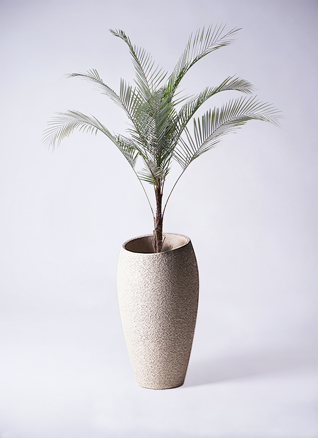 ＊2本立ちヒメヤシ ブラジルヒメヤシ 観葉植物＊ 2本立ちヒメヤシ ブラジルヒメヤシ 観葉植物＊