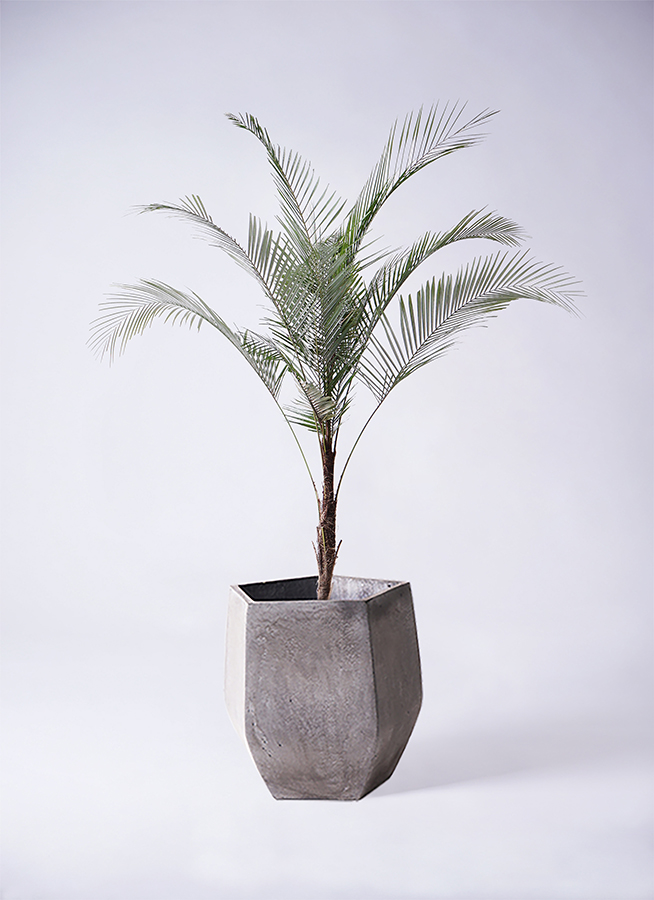 観葉植物 ヒメココス 8号 ジュピター 黒 付き | 観葉植物ならHitoHana