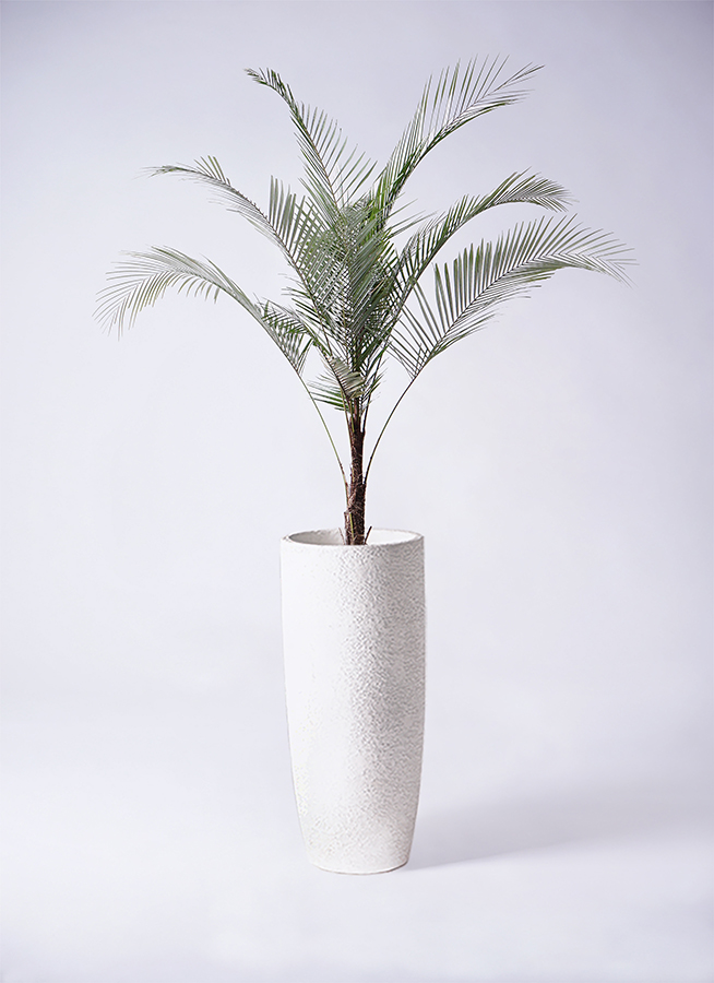マニラヤシ。観葉植物。鉢ごと無料で発送致します。