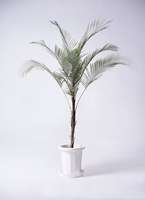 ヒメヤシ約100cm 8号　現品 希少】ヒメヤシ ヒメココス 8号 120cm