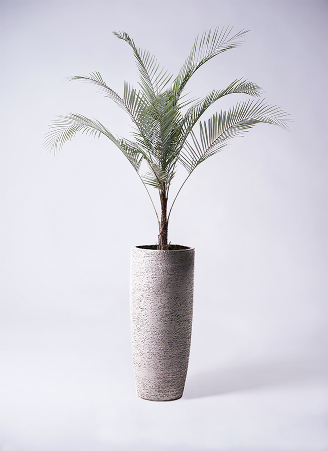 観葉植物 ヒメココス 8号 リブバスケットNatural 付き | 観葉植物なら 