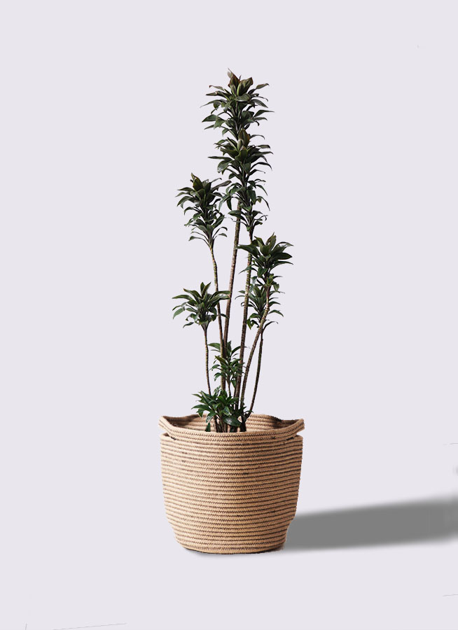 観葉植物 ドラセナ パープルコンパクタ 8号 リブバスケット